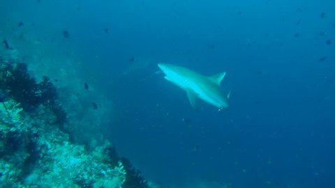 grey reef shark (Carcharhinus amblyrhynchos) stops for cleaning, Indian Ocean, Maldives

