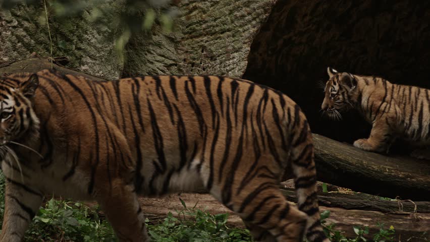 siberian tiger cub, (Panthera tigris altaica)