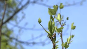 Tulip tree saddletree twig leaves and buds on blue sky background in spring time. Zoom out shot. 4K UHD video clip.