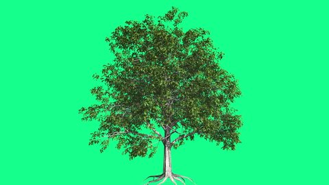 European Beech Chromakey Tree Chroma の動画素材 ロイヤリティフリー Shutterstock European Beech Chromakey Tree Chroma の動画素材 ロイヤリティフリー Shutterstock