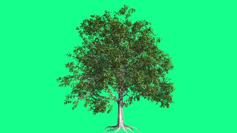 European Beech Chromakey Tree Chroma の動画素材 ロイヤリティフリー Shutterstock