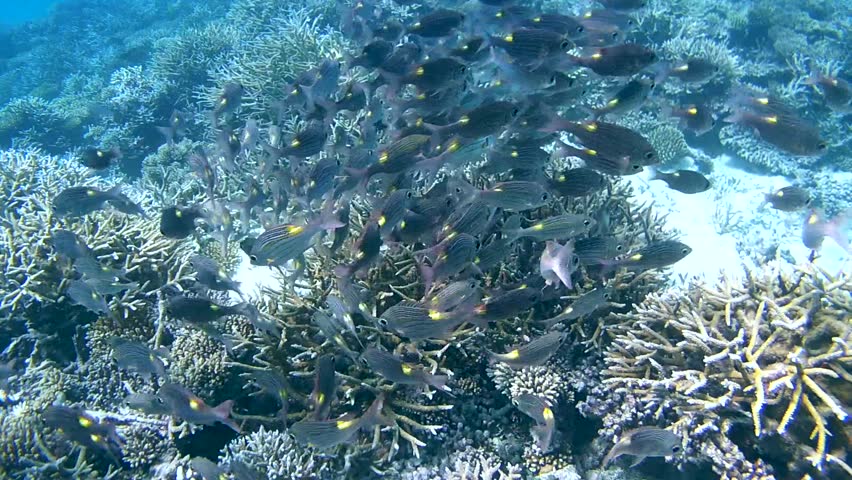 A large school of  Goldspot seabream or Striped large-eye bream (Gnathodentex aureolineatus) Indian Ocean, Maldives     
