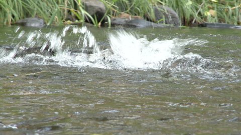 Salmon in Washington State swim down river after their yearly spawning.