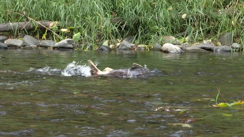 Salmon find shallow water for yearly spawning in fresh Washington State river.