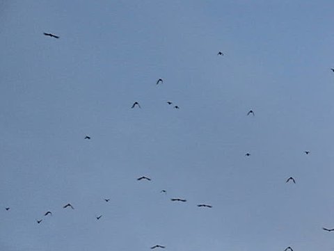 Crow invasion