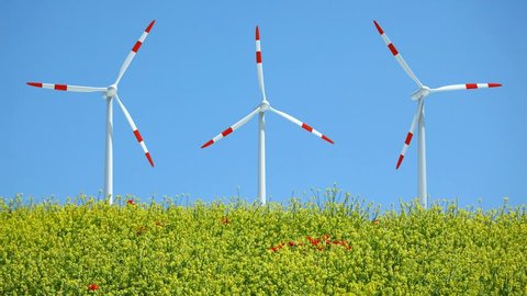 Three windmills rotating in wind behind rape field