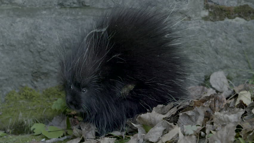 A porcupine shows its thorns. Slow motion with a Sony FS7.