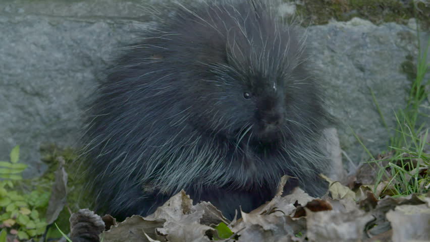 A porcupine raises its head and looks at the camera. Slow motion 