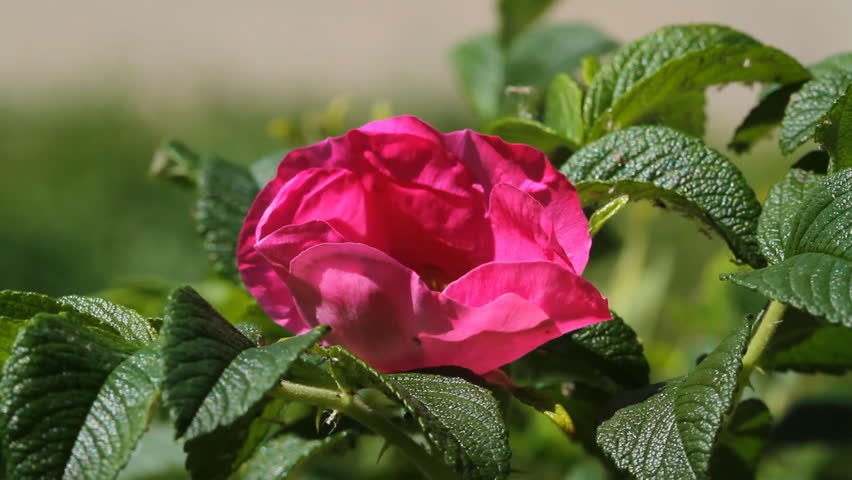 wild rose flower, bee