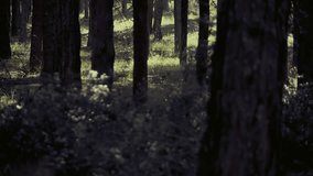 Scary dark forest,tall trees,camera crane movement, slow motion.100fps to25fps conformed slow motion clip inside a dark scary forest.Camera moves in crane in a variety of dutch pan and tilt angles.