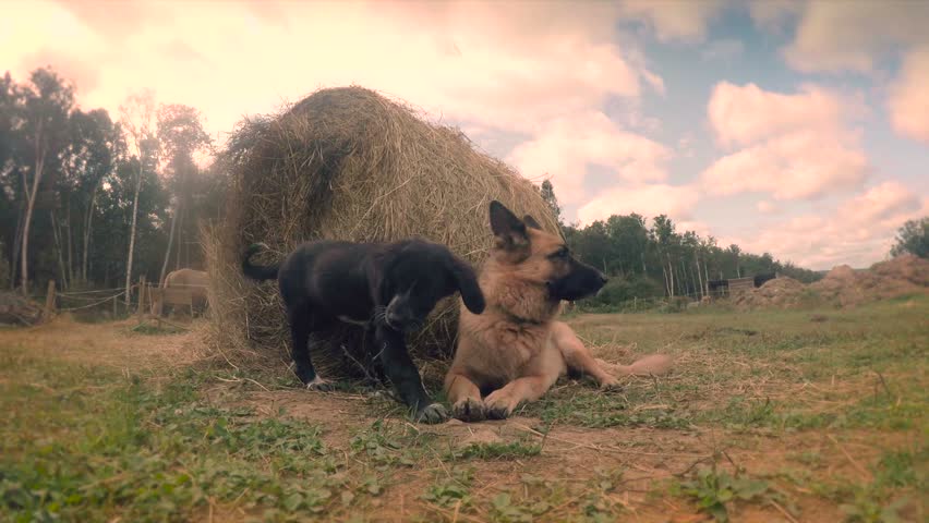 Young pup and old dog play by hay bale in the Canadian countryside