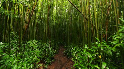 POV Walking in Bamboo Forest Smooth Steadicam Shot. Outdoor Healthy Active Lifestyle.