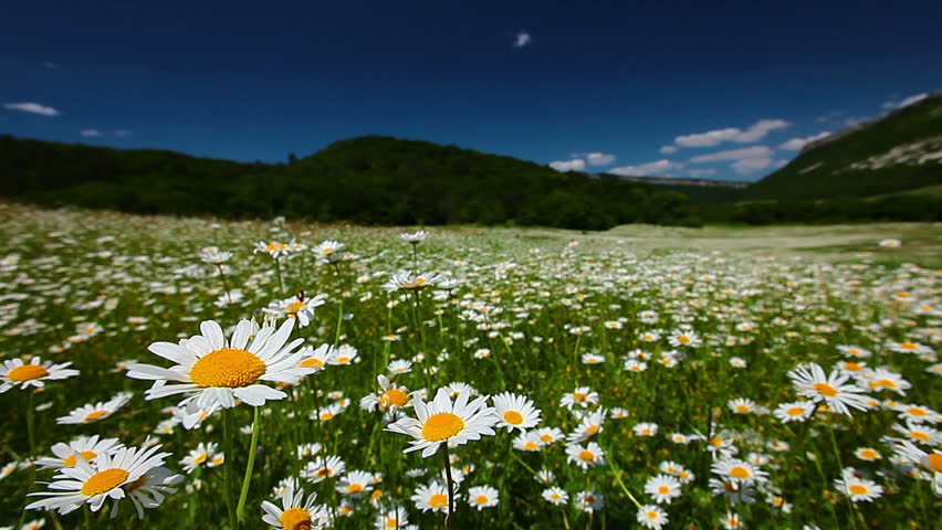 closeup of chamomile flowers, hill in background Royalty-Free Stock Footage #1213654