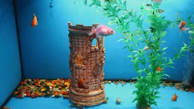 aquarium  blue background calm fish swim grass video saver underwater