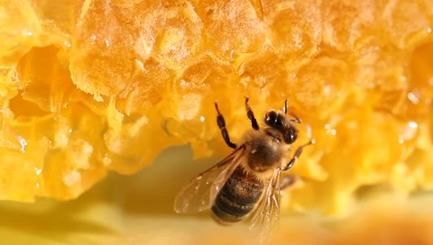 Bee gathering honey and nectar with proboscis. Close up macro footage.