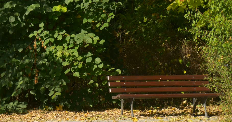 Empty Wooden Bench at Park Alley, Sunny ,Green Bushes are Behind the Bench, Yellow Dry Leaves on the Ground, Swaying Branches, green bushes behing the bench, summer, sunny day, green grass, fresh