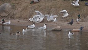 Ungraded: Feeding birds. Gulls, ducks and pigeons around concrete embankment catch bread crumbs. The camera pans to the side unrecognizable young people who feed them. (av11732u)