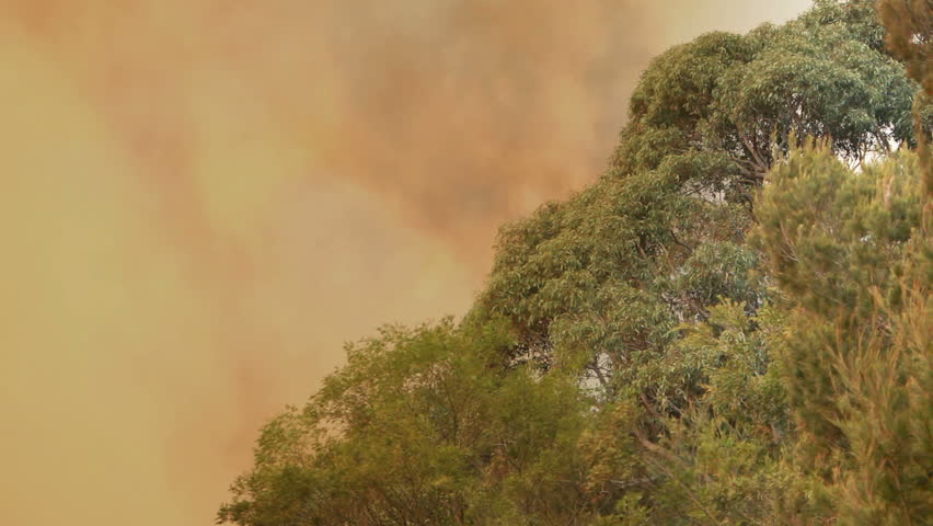 Two different shots of smoke created from a bush fire in NSW, Australia as it bellows into the sky. Could be anywhere in Australia. This was shot next to a highway but only sky and trees are visible.