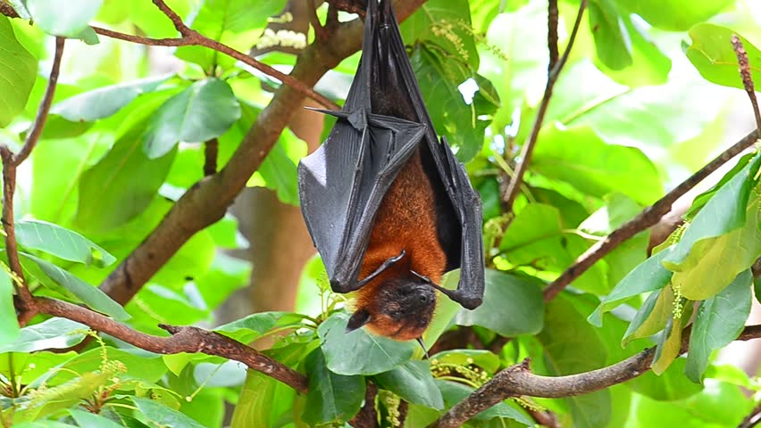 The Scary Hanging Flying Fox Stock Footage Video (100% Royalty-free ...