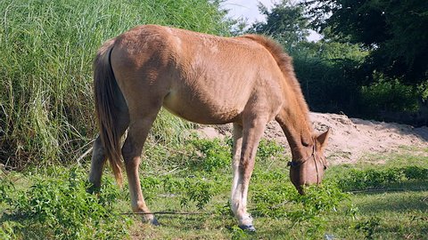 Young horse grazing in a field ( close up )