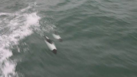 Commerson's dolphin (Cephalorhynchus commersonii) in Magellan Strait, Chile