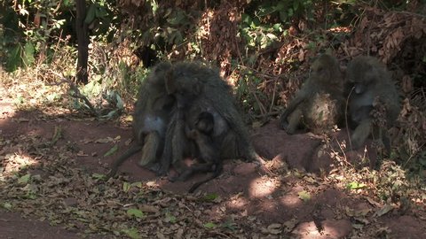 Group of Olive baboons sitting together on the ground grooming and suckle baby.