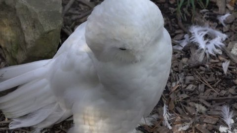 Wonderful White Owl - Slow Motion HD 