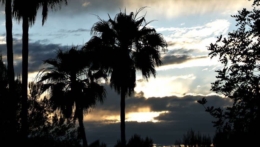Sunset on Ibiza with palms in foreground