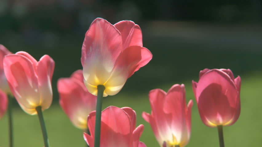 Tulips moving in the wind