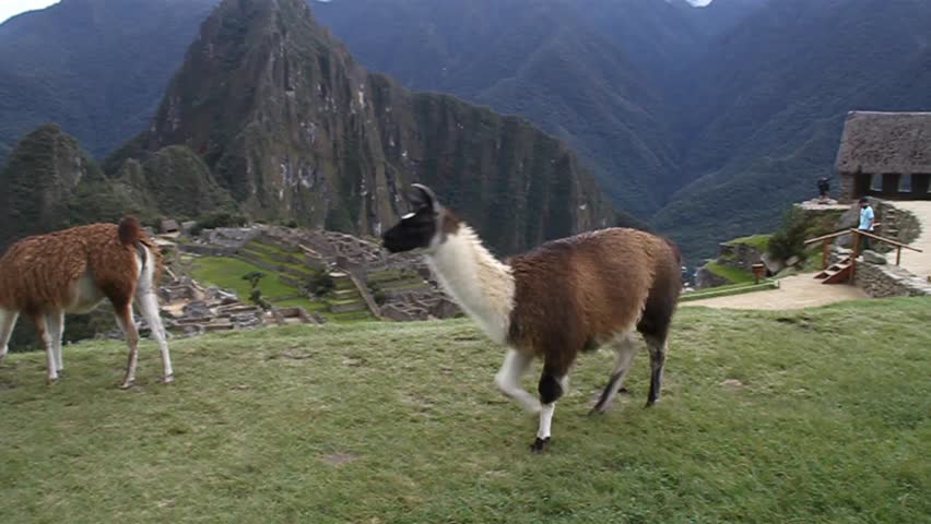 Grazing llama on a ruins of Machu Picchu, Peru