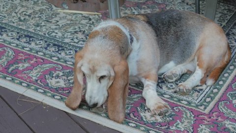 Aging Basset hound laying on an outdoor rug grooming her paws.