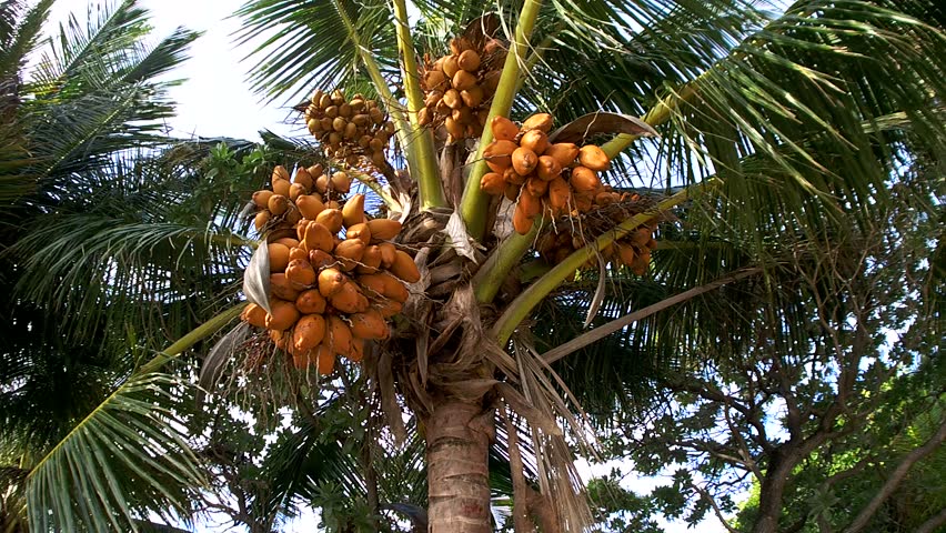 lots ripe coconuts crown palm tree Stock Footage Video (100% Royalty ...