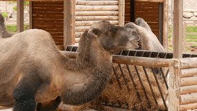 Hungry Camel Eating Grass. A great piece of stock footage filmed in 4k definition, perfect for film, tv, documentaries, reality TV, trailers, infomercials and more!