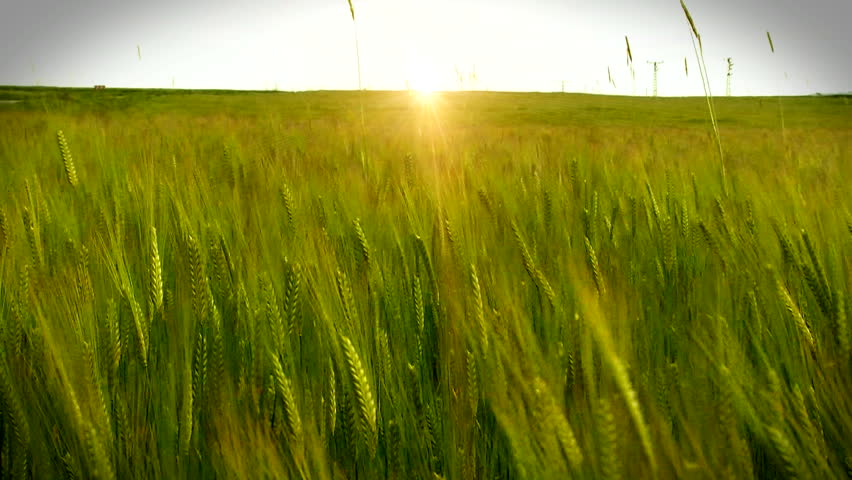 walking through field of wheat