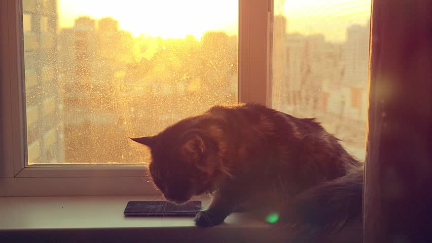beautiful Maine Coon cat in slowmotion to sit on the window watch sunlight at sunset near mobile phone. 1920x1080