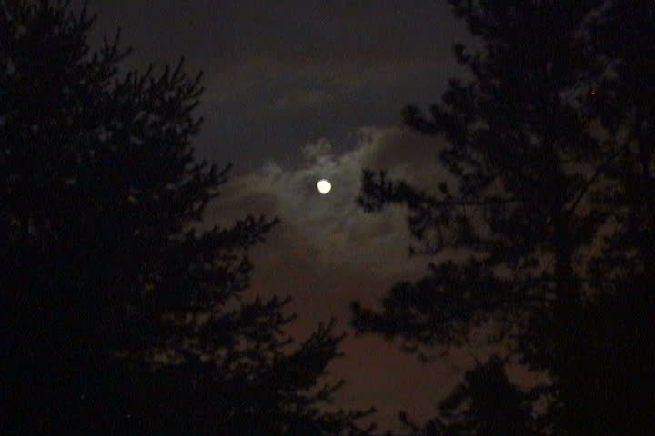 Small moon in between 2 very tall pine trees. looping