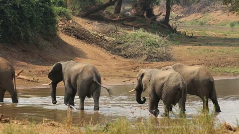 Large African bull elephants (Loxodonta africana) walking through a river, Kruger National Park, South Africa
