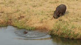 A hippo (Hippopotamus amphibius) with her small baby, Kruger National Park, South Africa