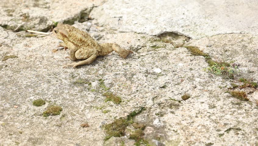 Jump frog