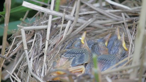 Woven from grass nest of Sedge Warbler Acrocephalus schoenobaenus, passerine bird. Caring for offspring, multiple children family