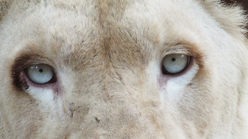 Close up White Lion Eyes. Stock Footage Video (100% Royalty-free ...