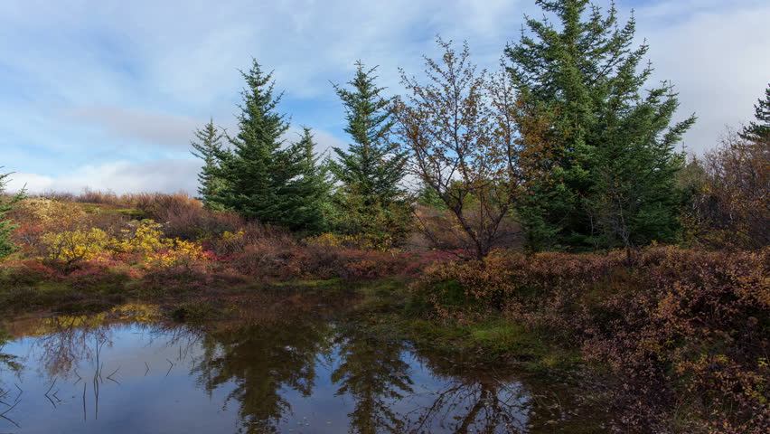 Colorful autumn fall pine trees water reflection timelapse Iceland tundra pan 4k