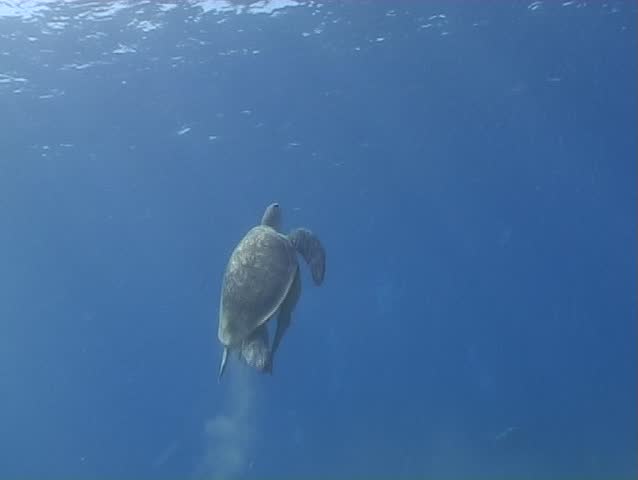 Sea turtle going up for getting air