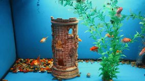 blue  aquarium background calm fish swim grass video saver underwater