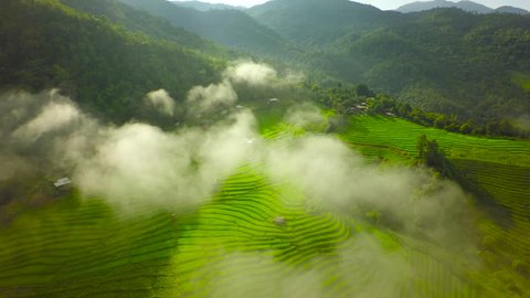 Aerial Shot rice field , rice Terrace and mountain tilt up.