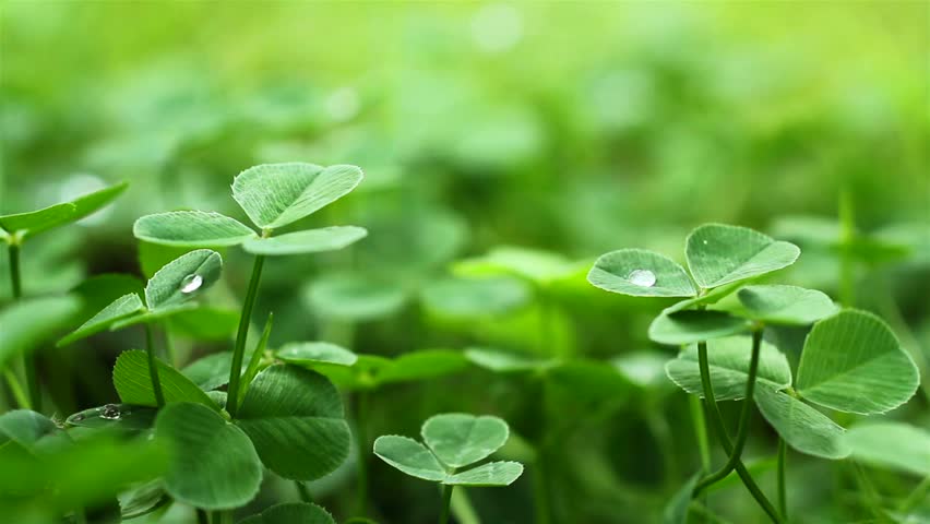 Белый голландский клевер. Ирландский клевер четырехлистный. Clover field. Поле клевера фото. Клевер поле эстетика.