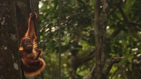 A baby orangutan swings in the jungle and then climbs a rope