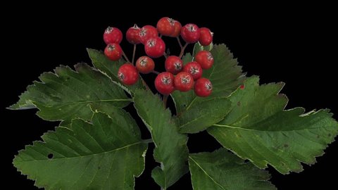 Time-lapse of drying Sorbus Aria (whitebeam or common whitebeam) tree leaves 1b3 in RGB + ALPHA matte format isolated on black background
