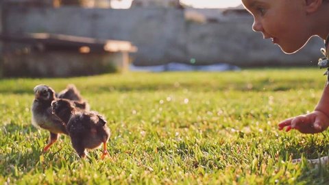 Toddler girl is playing  with little baby chickens on a green grass. Slow Motion 240 fps. Cute little baby discovering the world, getting to know fluffy chickens. Childhood and Easter concept.  