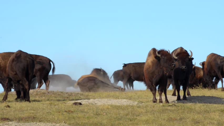 American Bison rolling in the sand Badlands South Dakota